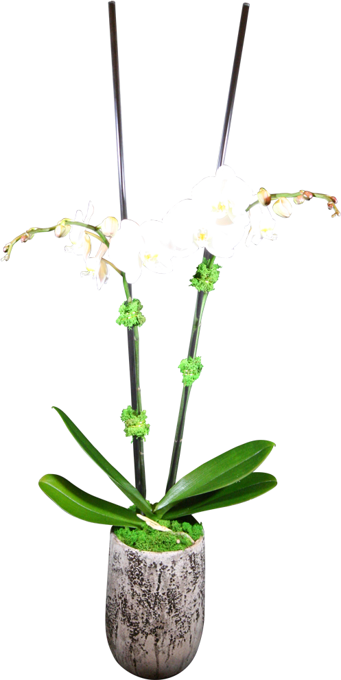 White Orchidin Decorative Pot PNG