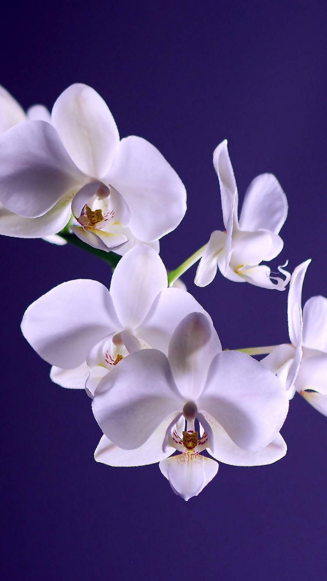 White Orchids Beautiful Flower Wallpaper