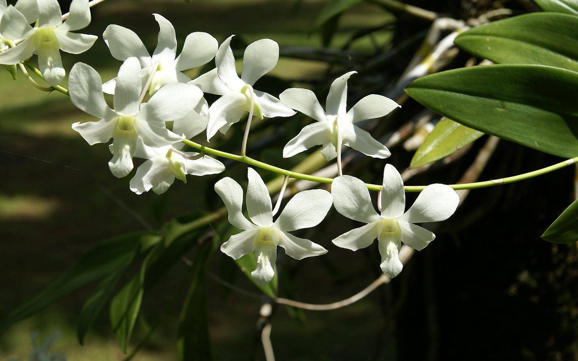 White Orchids Cluster Wallpaper