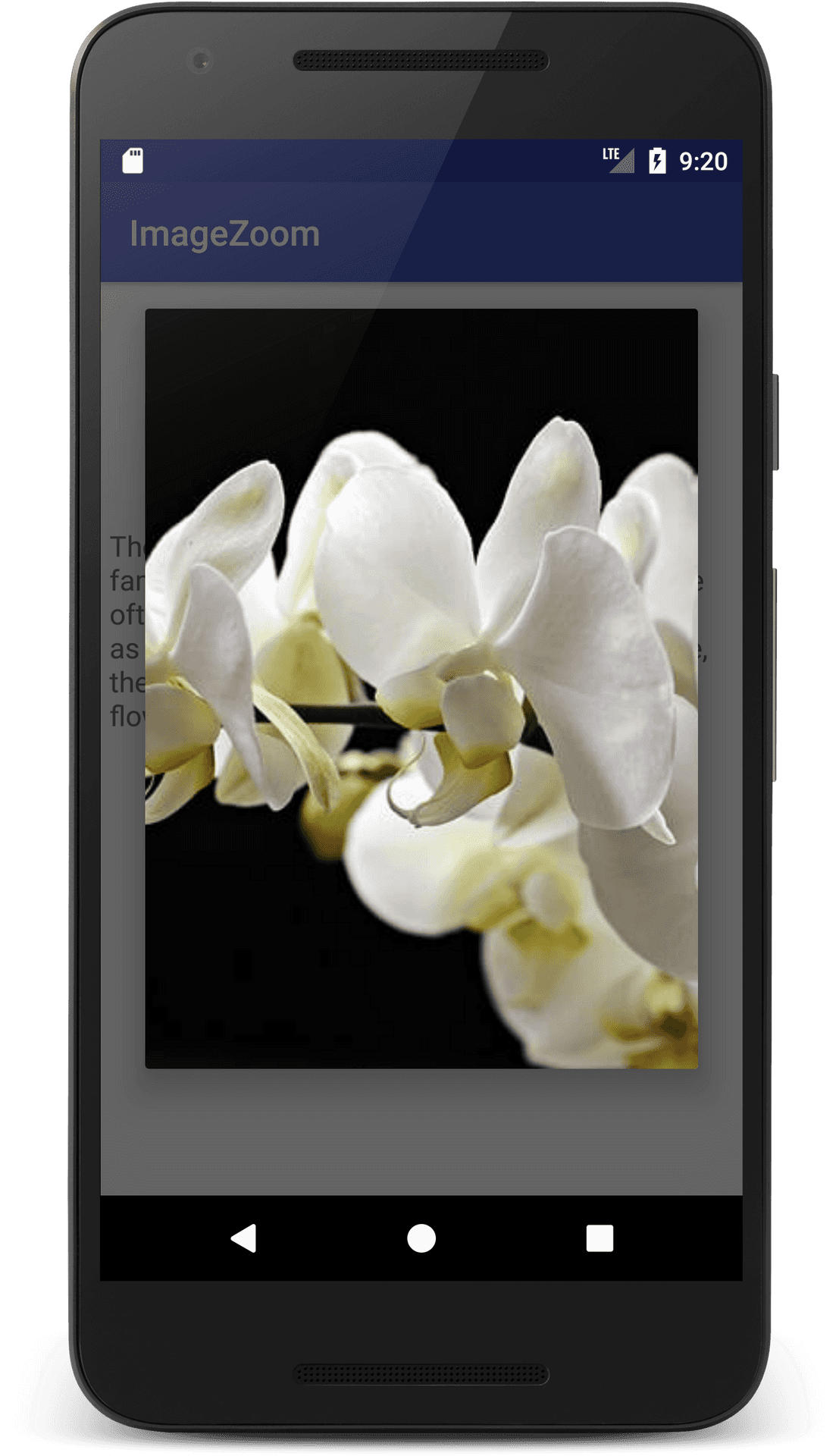 White Orchids Smartphone Display PNG