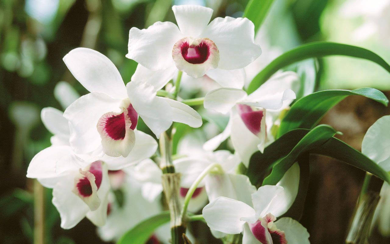 Hvide orkideer med blodrøde kronblade Wallpaper