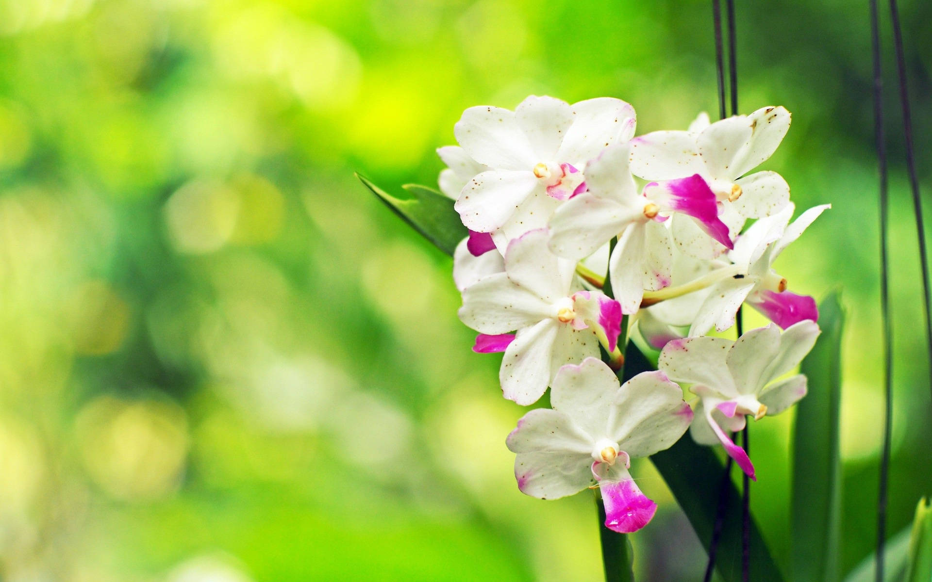 Hvide Orkideer Med Lyse Violette Kronblade Wallpaper