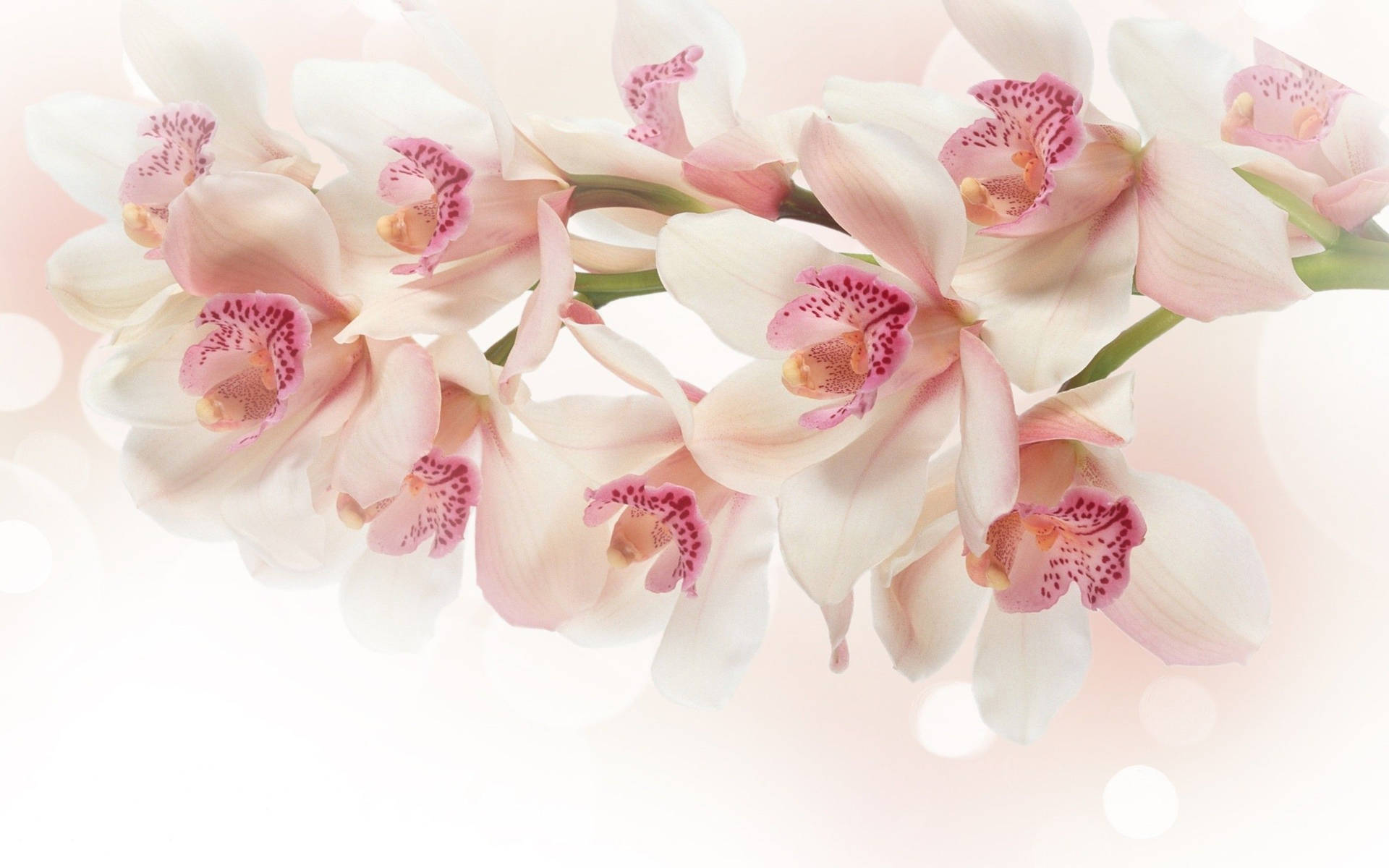 White Orchids With Pink Spots Wallpaper