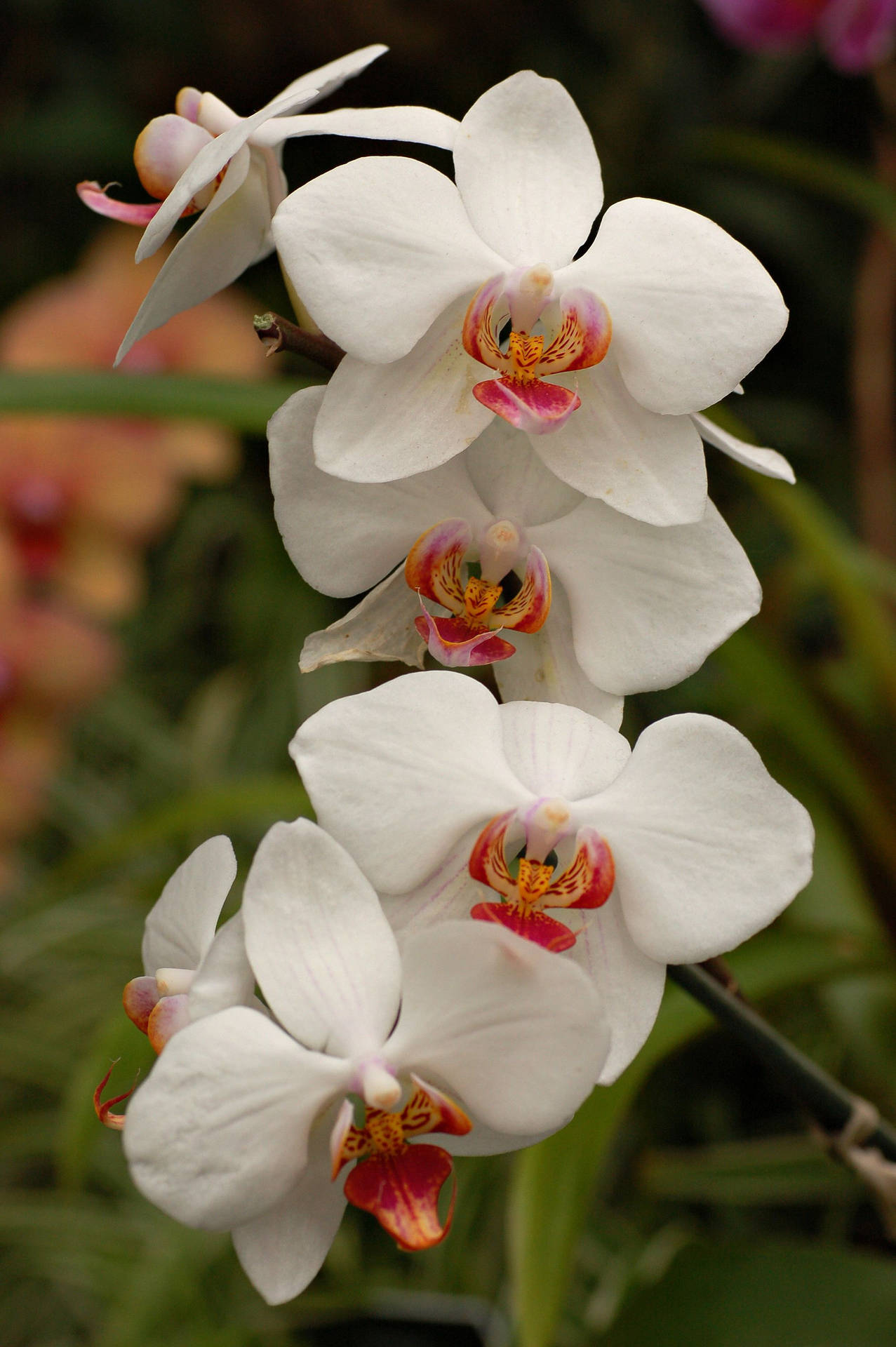 Orquídeasblancas Con Pétalos Centrales Rojos. Fondo de pantalla