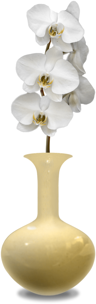 White Orchidsin Yellow Vase PNG