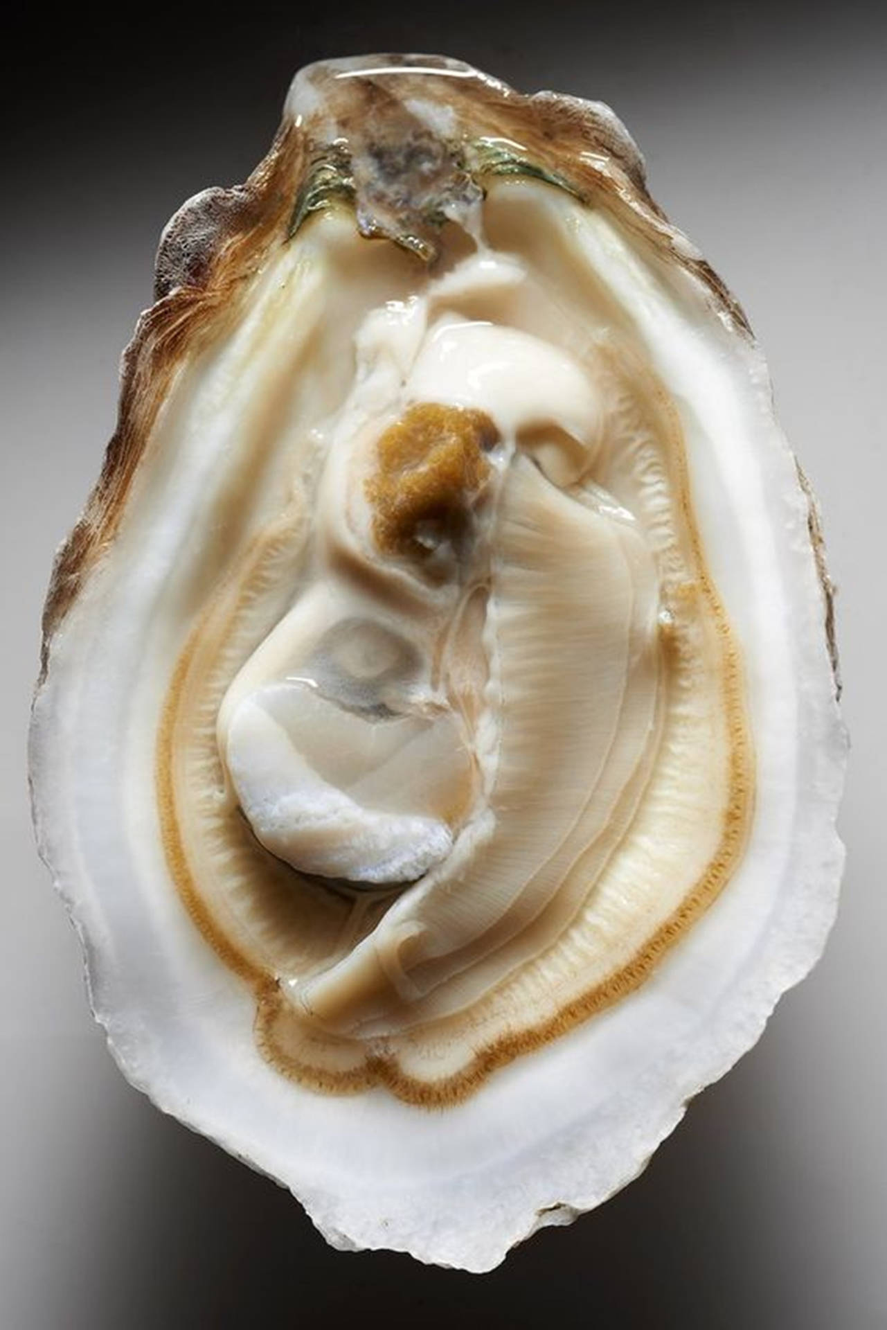 450 Oyster Pictures HD  Download Free Images on Unsplash