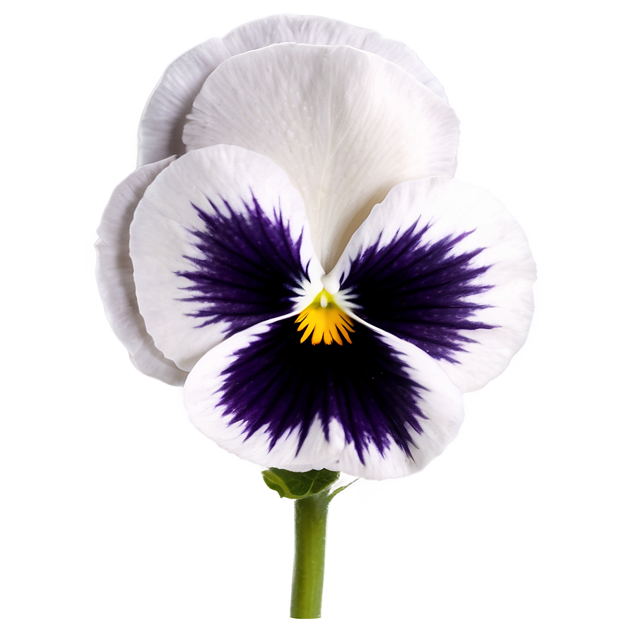 White Pansy Png Fet PNG