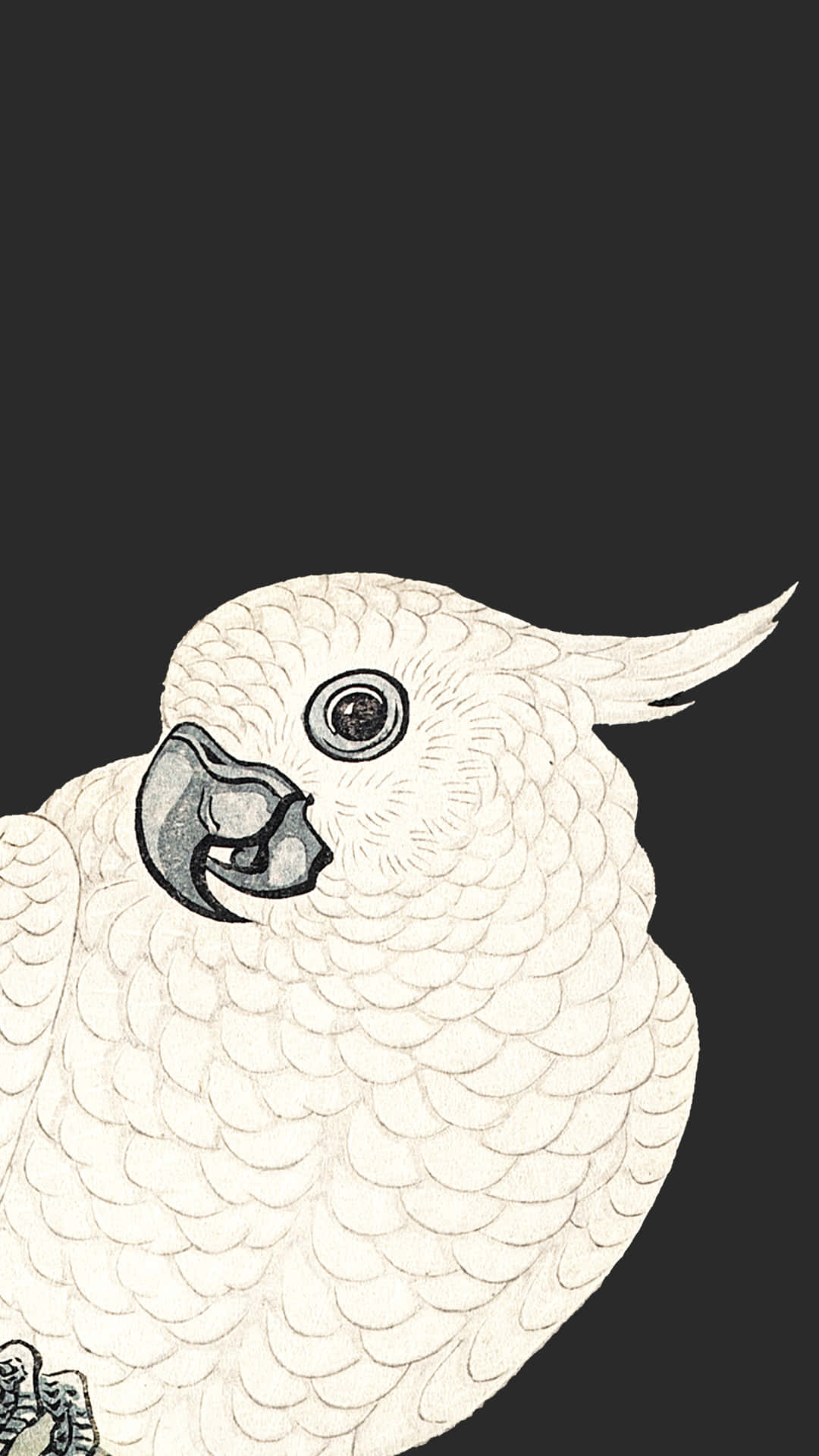 White Parrot Illustration Wallpaper