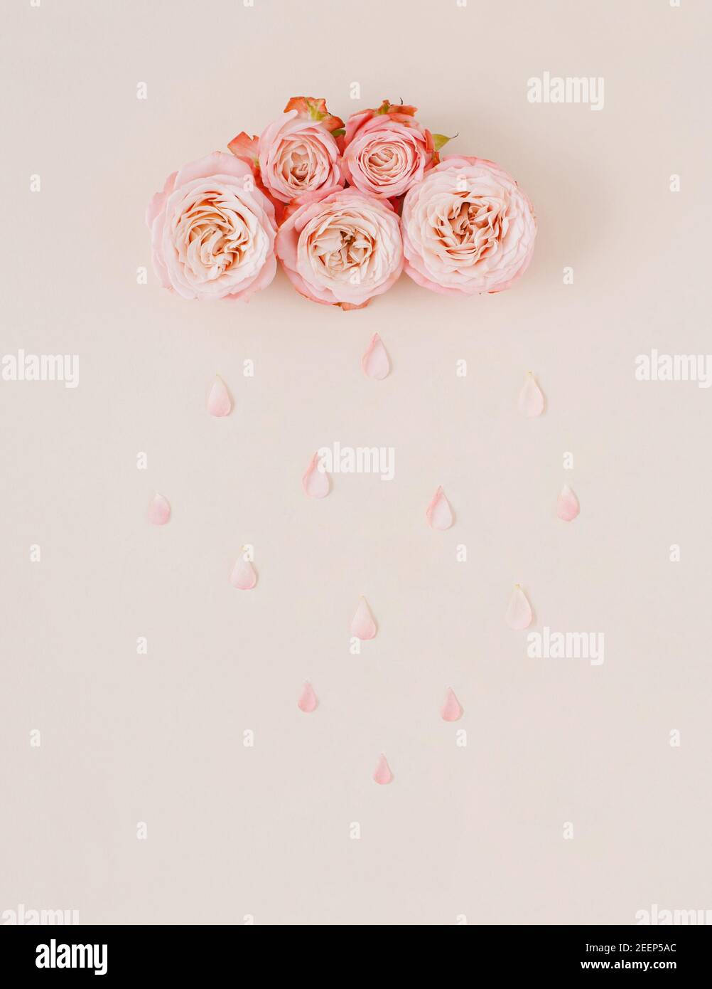 Roserosa Su Sfondo Rosa Con Gocce D'acqua - Immagine Stock. Sfondo