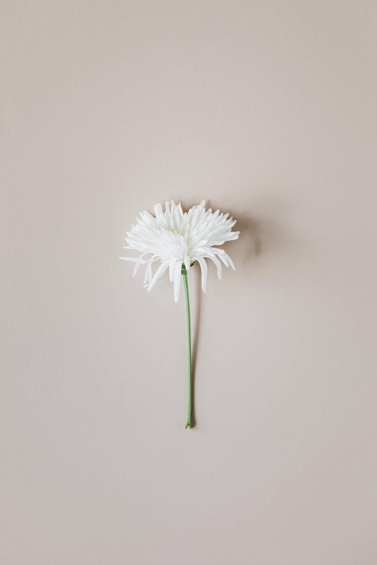 A White Flower On A Beige Wall Wallpaper