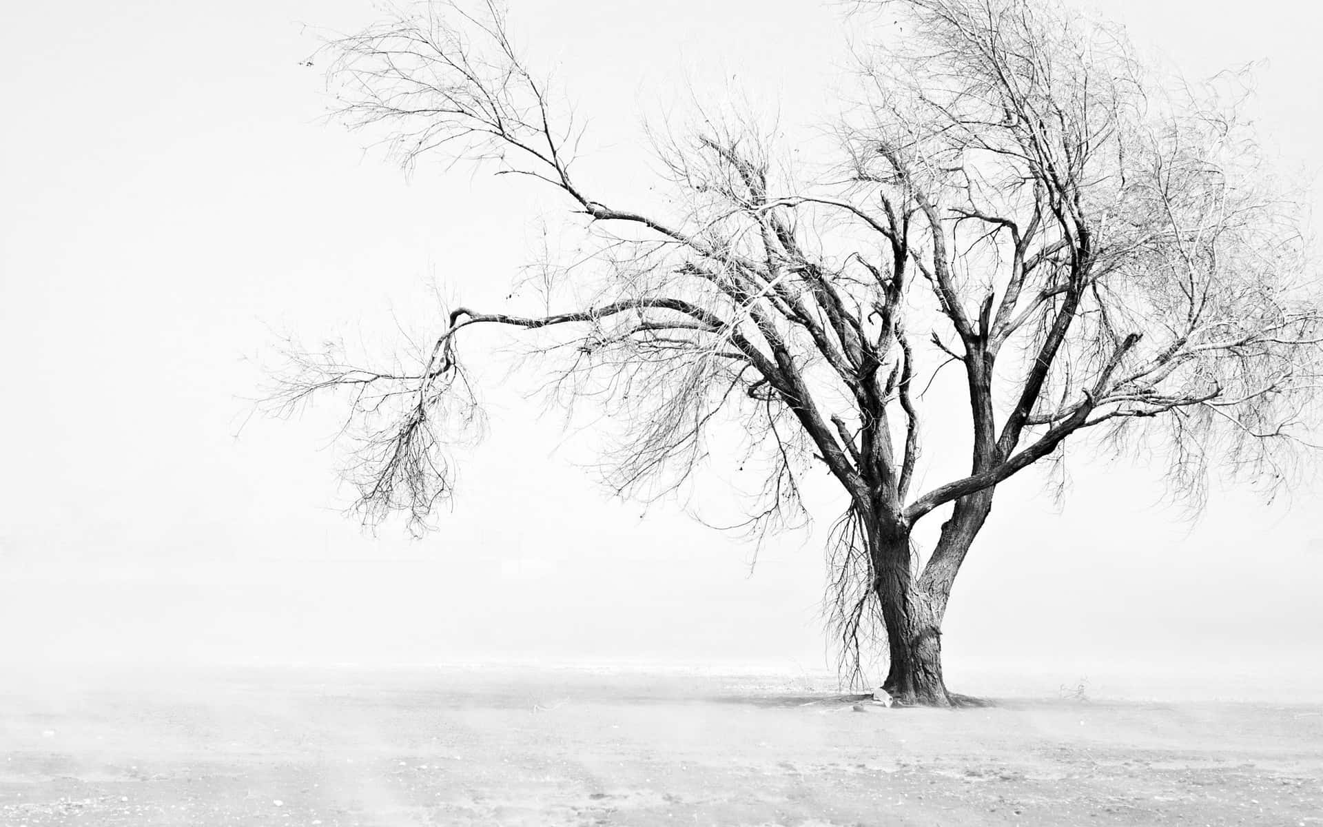 En enkelt træ i et snefyldt felt Wallpaper