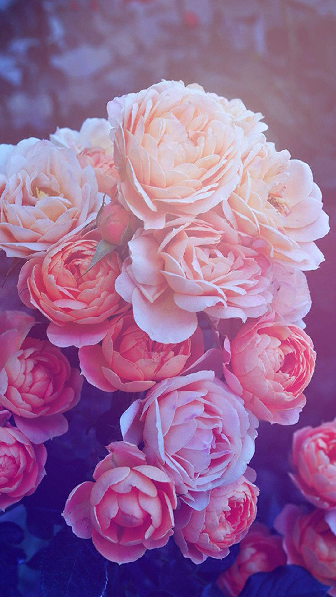 Weißes,pfirsich- Und Rosarotes Rosenhintergrundbild Für Das Iphone Wallpaper