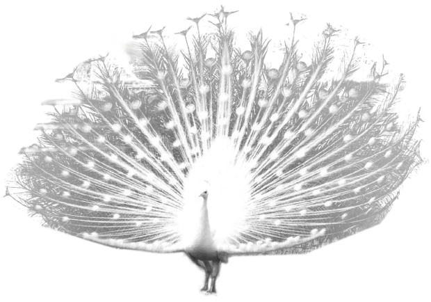 White Peacock Displaying Feathers PNG