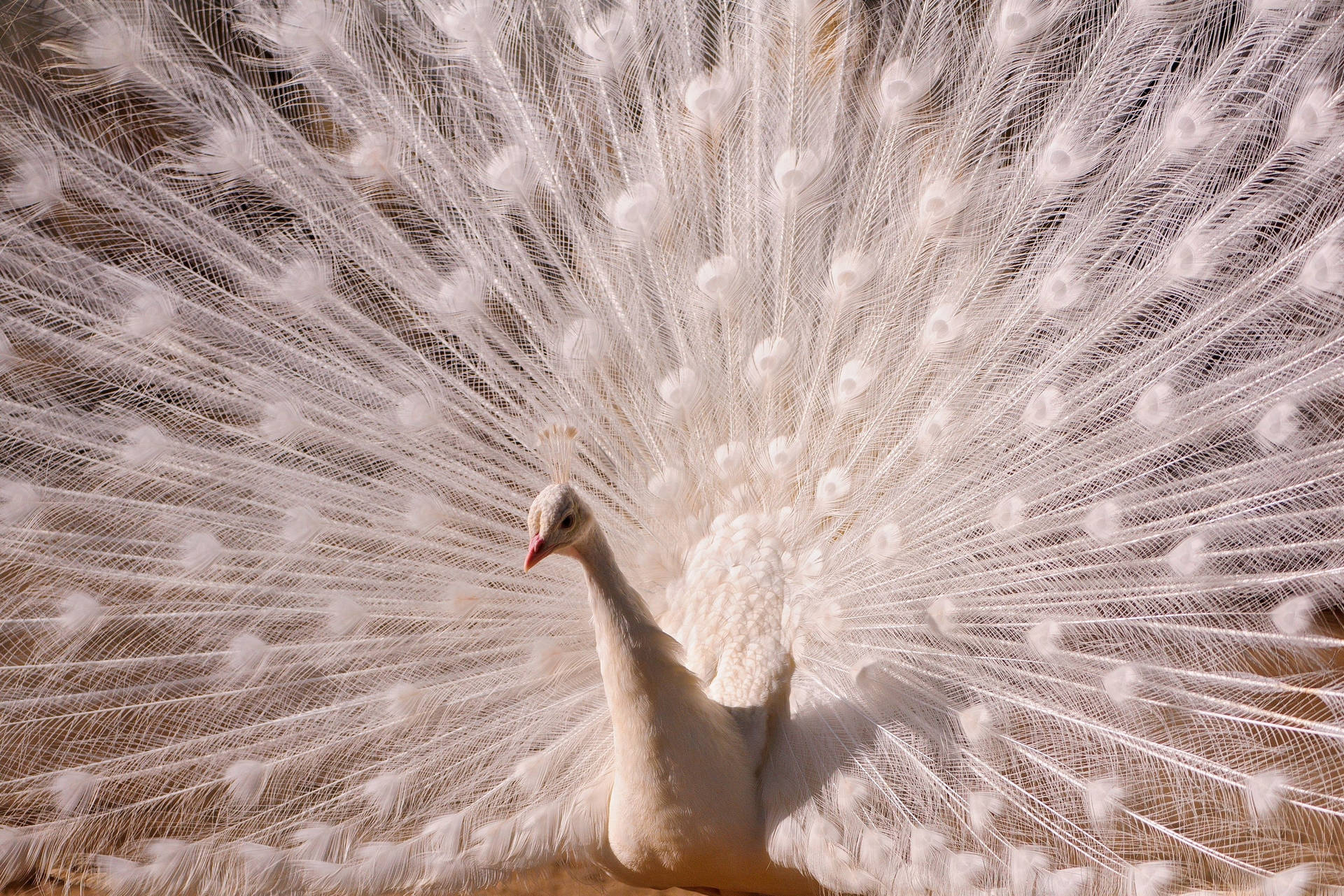 White Peacock On Daytime Wallpaper