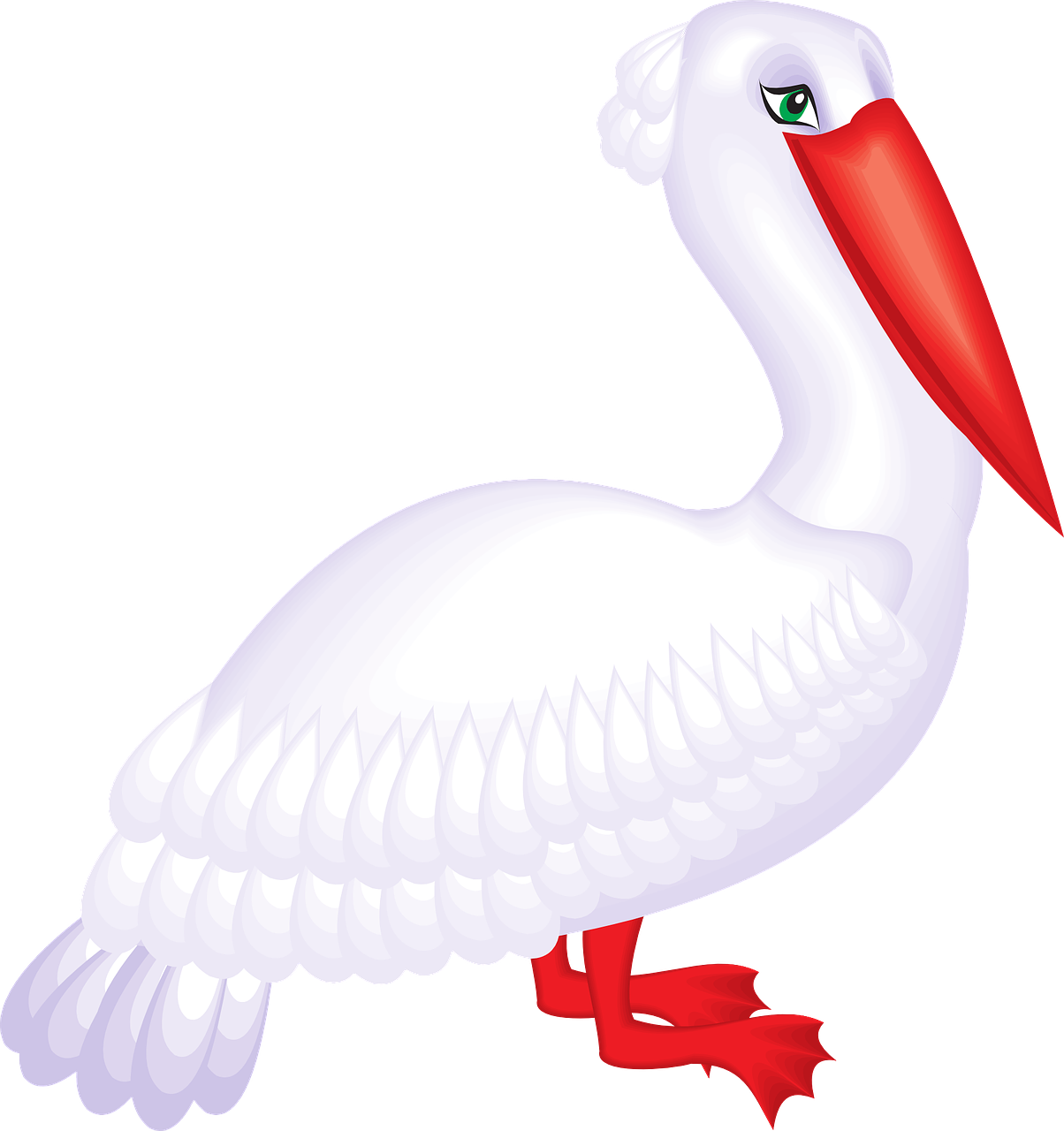 White Pelican Illustration PNG