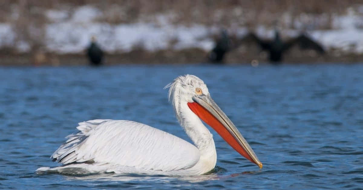White Pelican Swimming Water Wallpaper