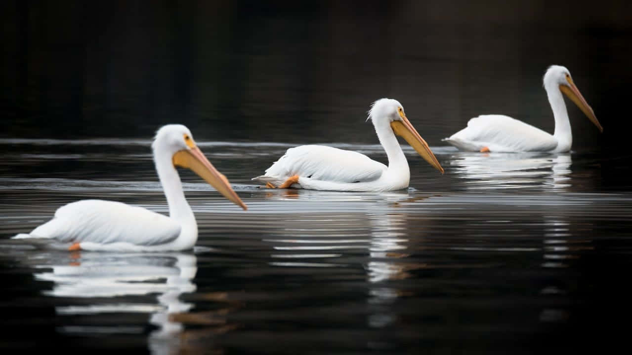 White Pelicans Swimming Together.jpg Wallpaper