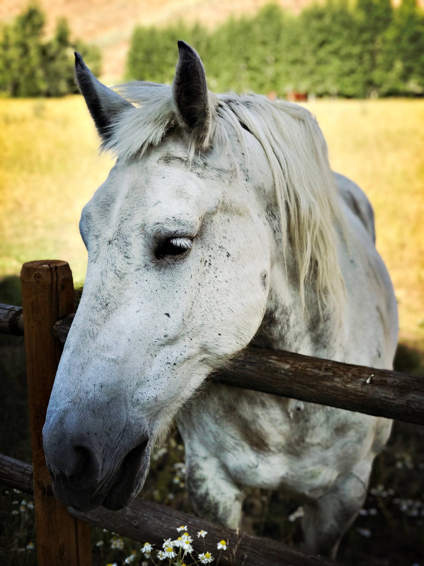White Percheron Horse Face