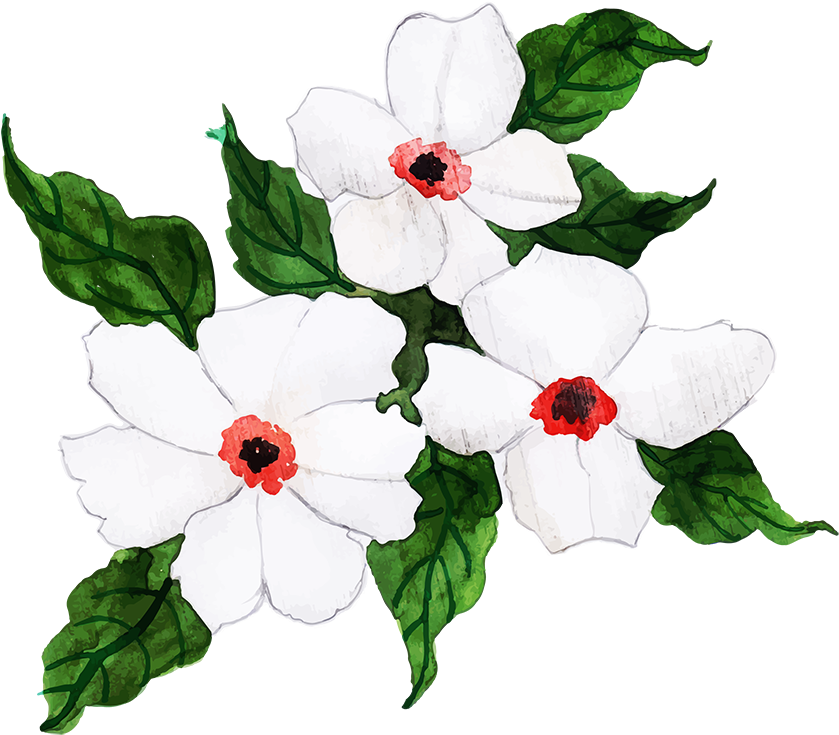 White Periwinkle Flowers Illustration PNG