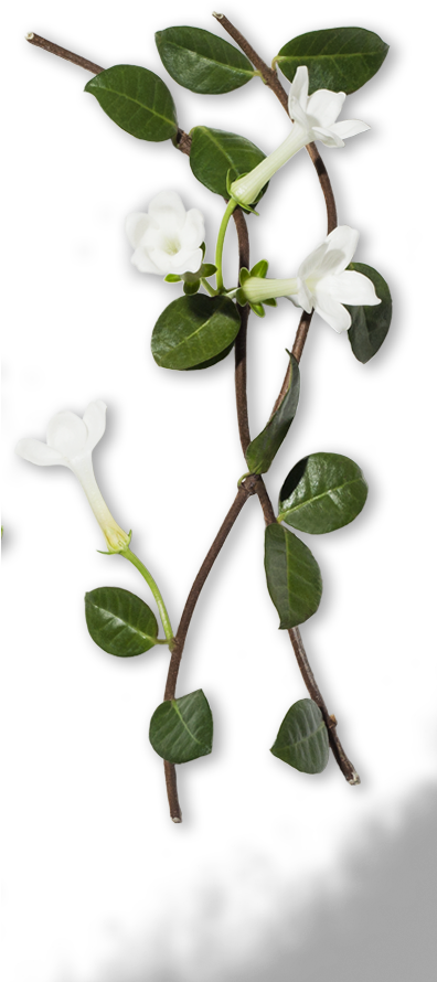 White Periwinkle Flowers Vine PNG