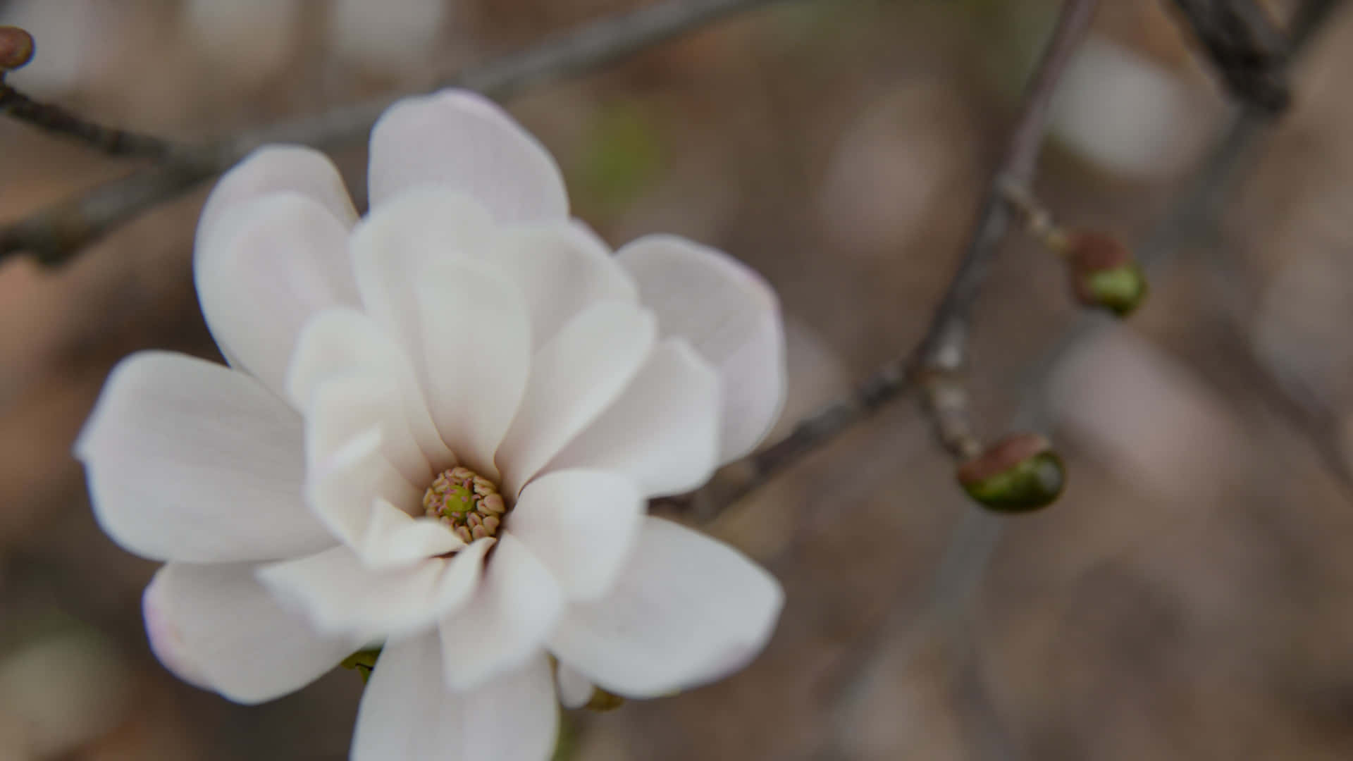 White Petal Magnolia Flower In Bloom Wallpaper