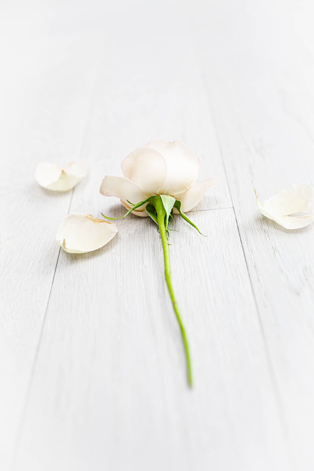 White-petaled Rose Iphone Wallpaper