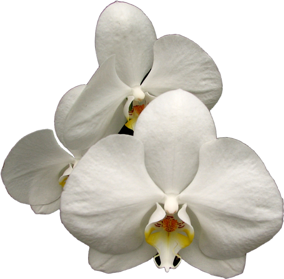 White Phalaenopsis Orchid Bloom PNG