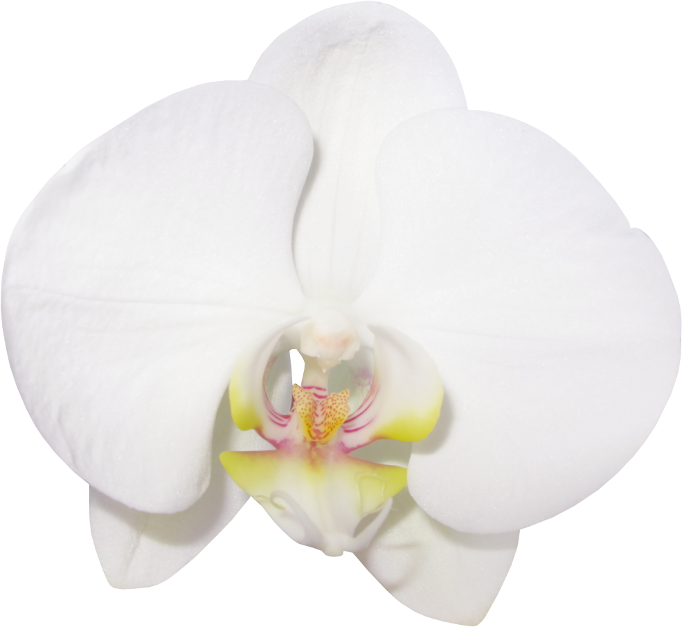 White Phalaenopsis Orchid PNG