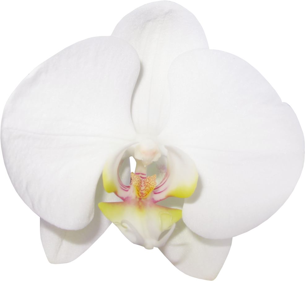 [100+] Orchids Png Images | Wallpapers.com