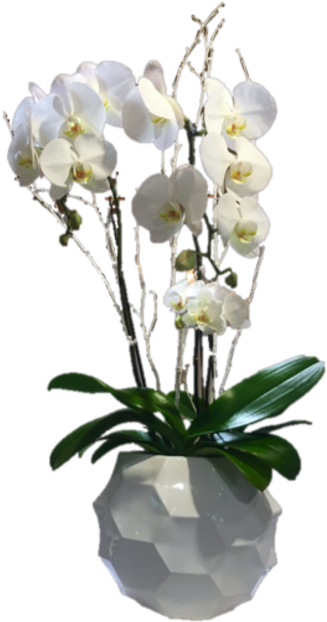 White Phalaenopsis Orchid Pot PNG