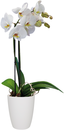 White Phalaenopsis Orchid Potted Plant PNG