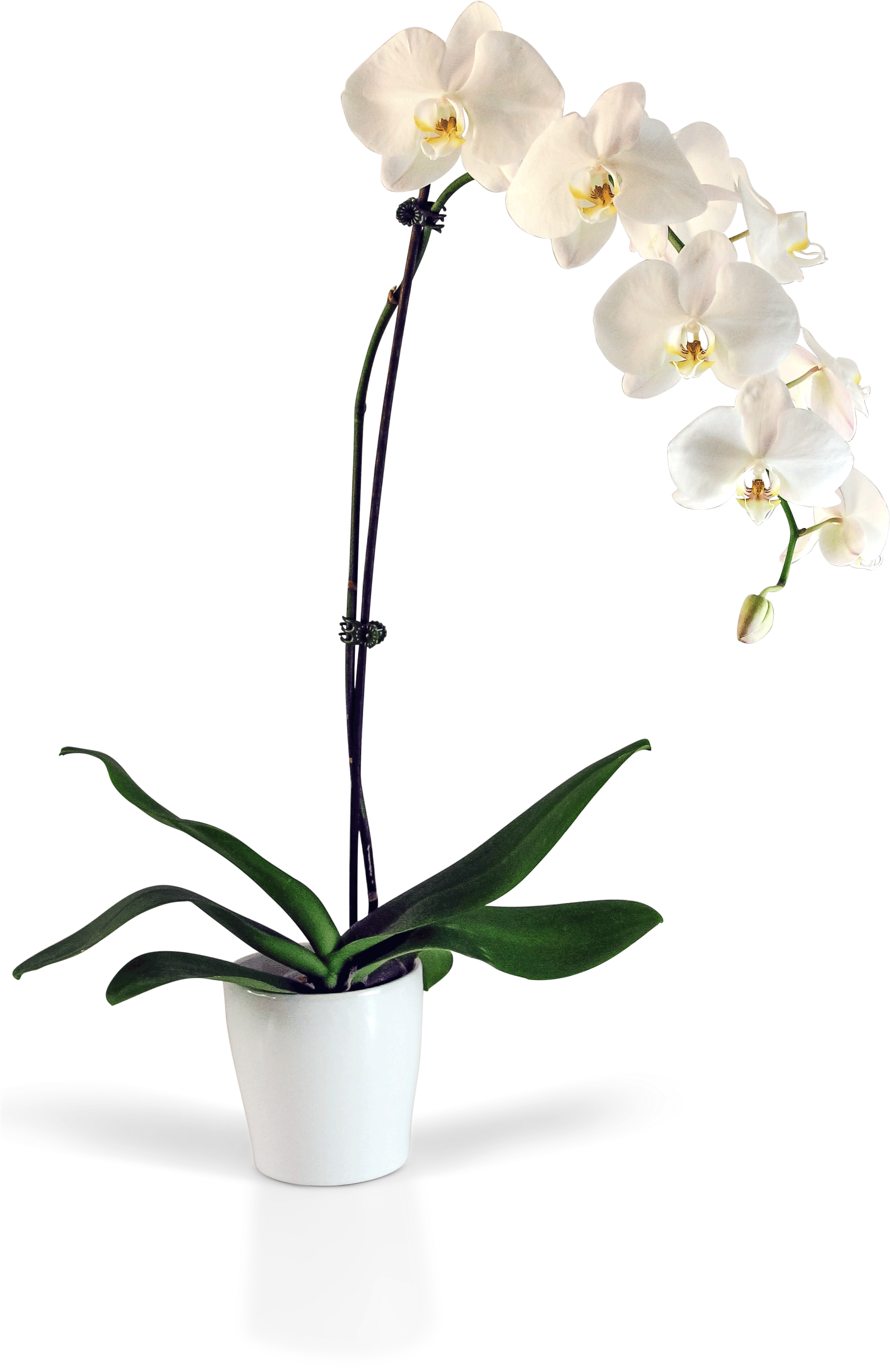 White Phalaenopsis Orchid Potted Plant PNG