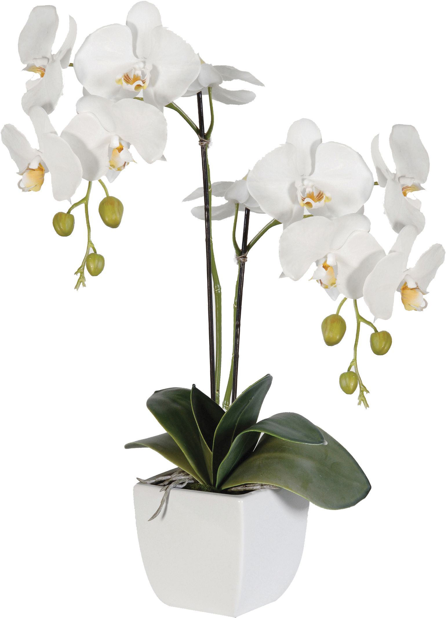 White Phalaenopsis Orchid Potted Plant PNG