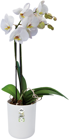 White Phalaenopsis Orchid Potted Plant PNG