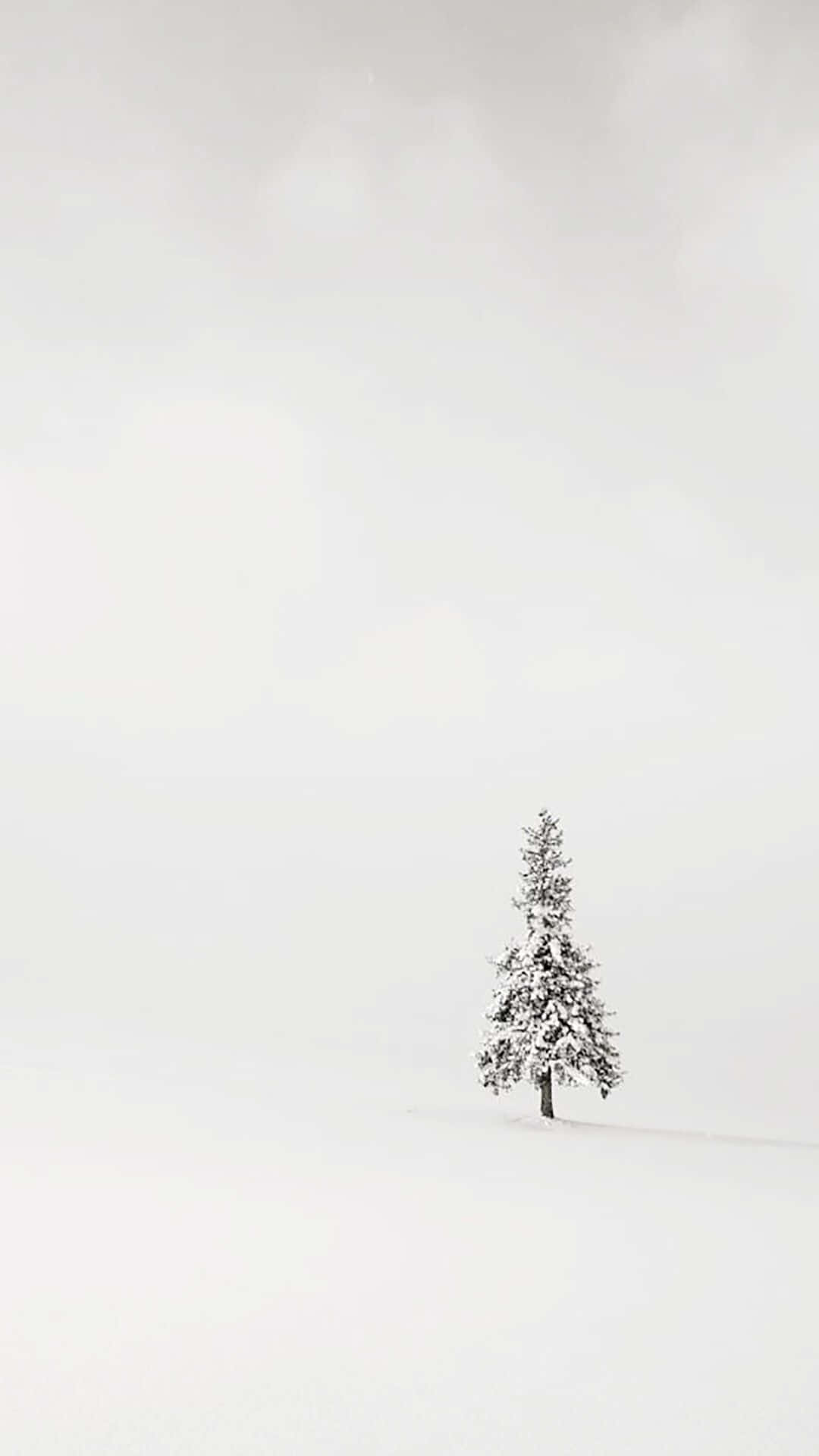 Enenkelt Træ I Et Snedækket Felt.