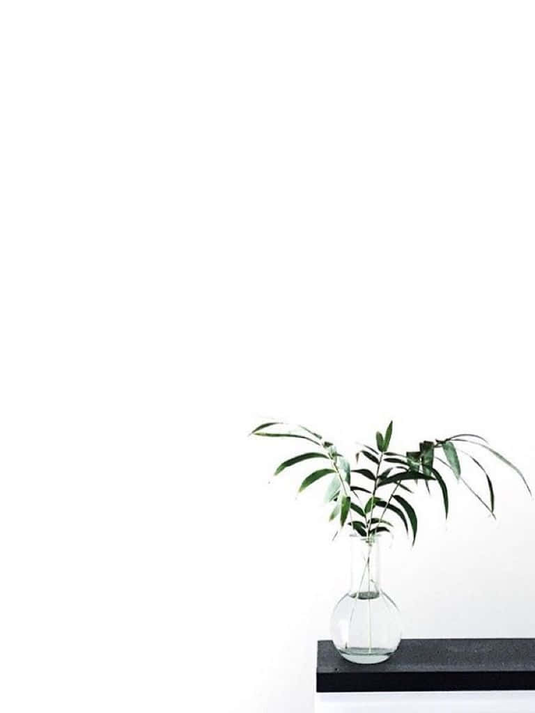 A Plant In A Vase On A Shelf