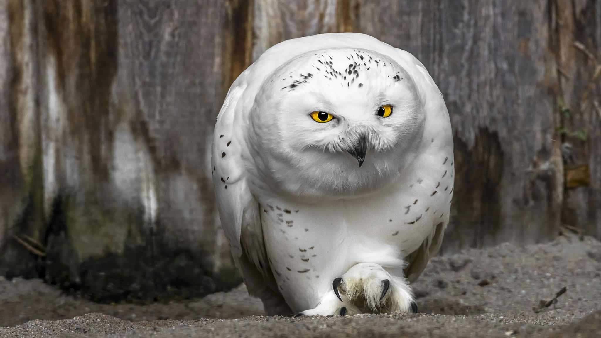 Cute White Owl Bird Picture