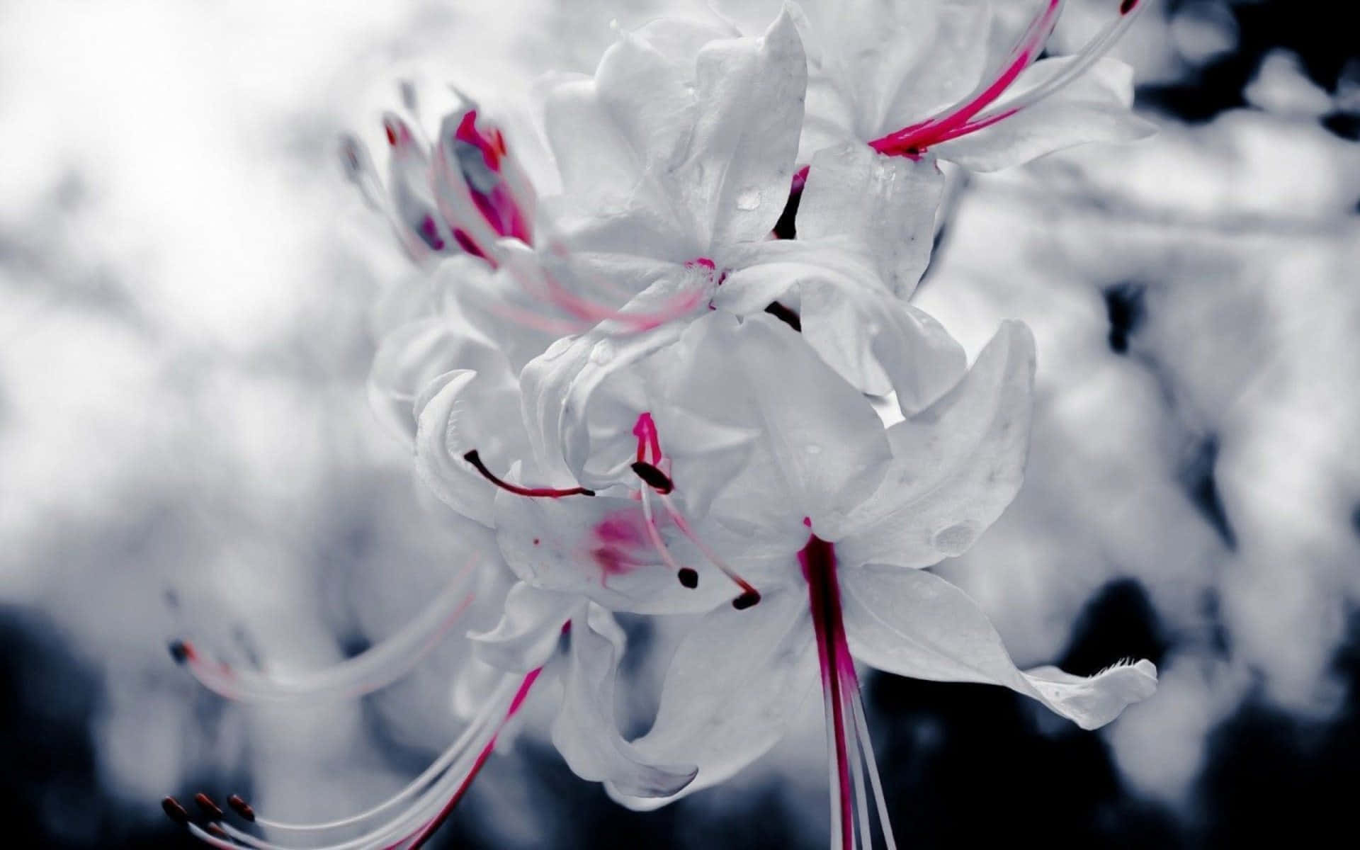 Weißesblumen Bokeh Bild