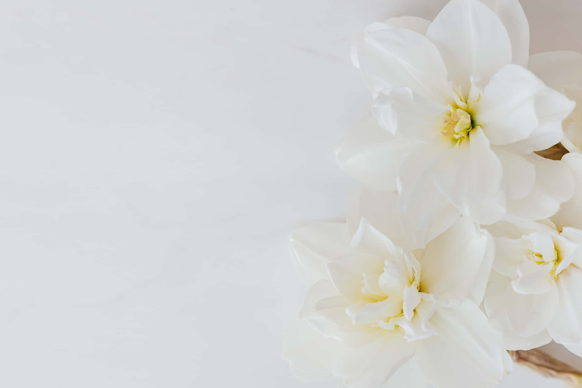 White Jasmine Flowers Desktop Picture
