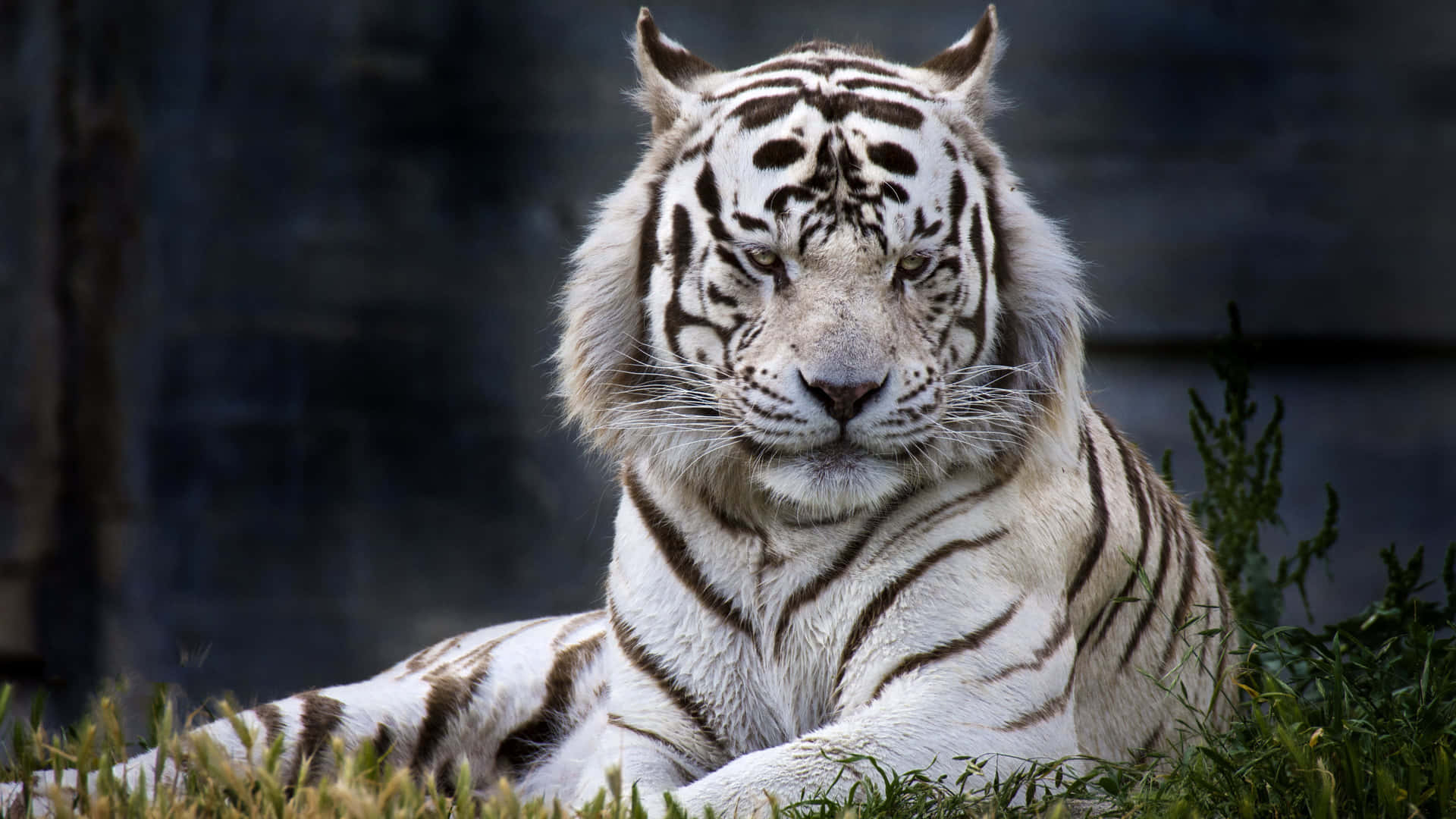 Imagemde Um Tigre De Bengala Branco Deitado.