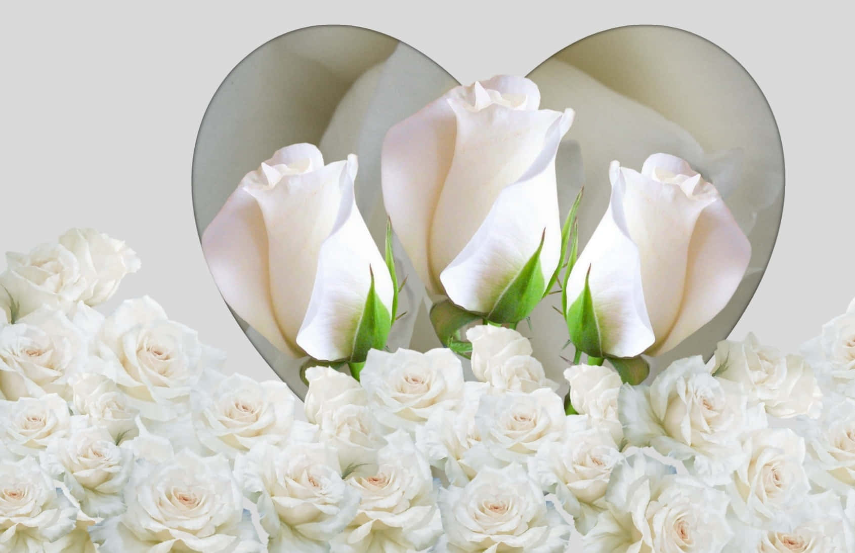 Hvid rose blomst og hjerte spejlbillede