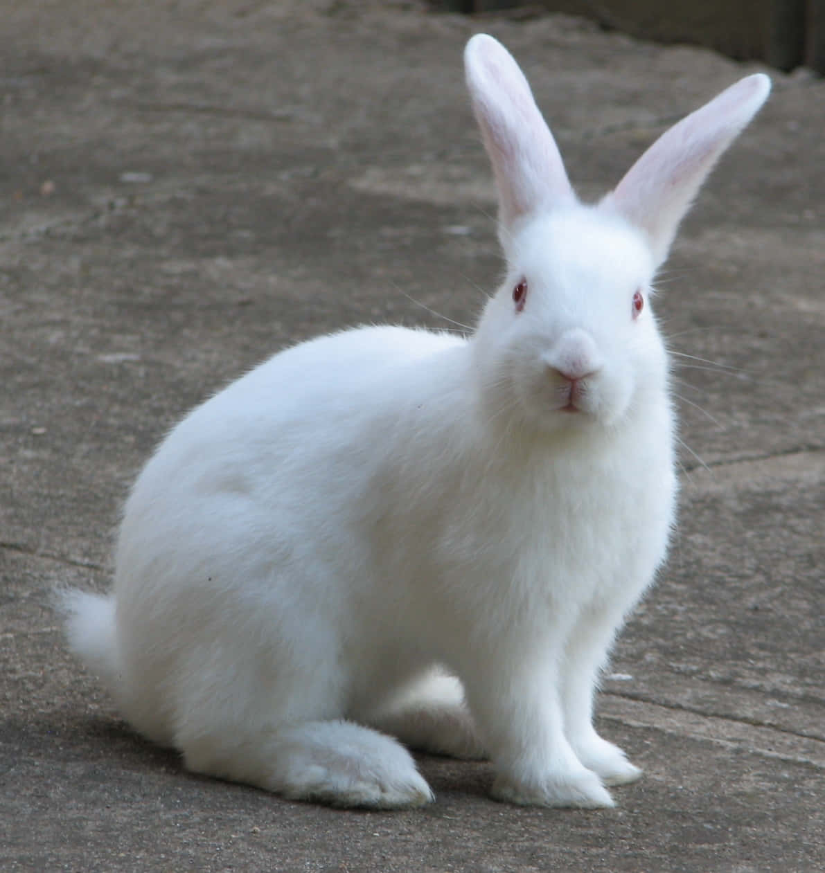 Niedlichesbild Eines Sitzenden Weißen Kaninchens.
