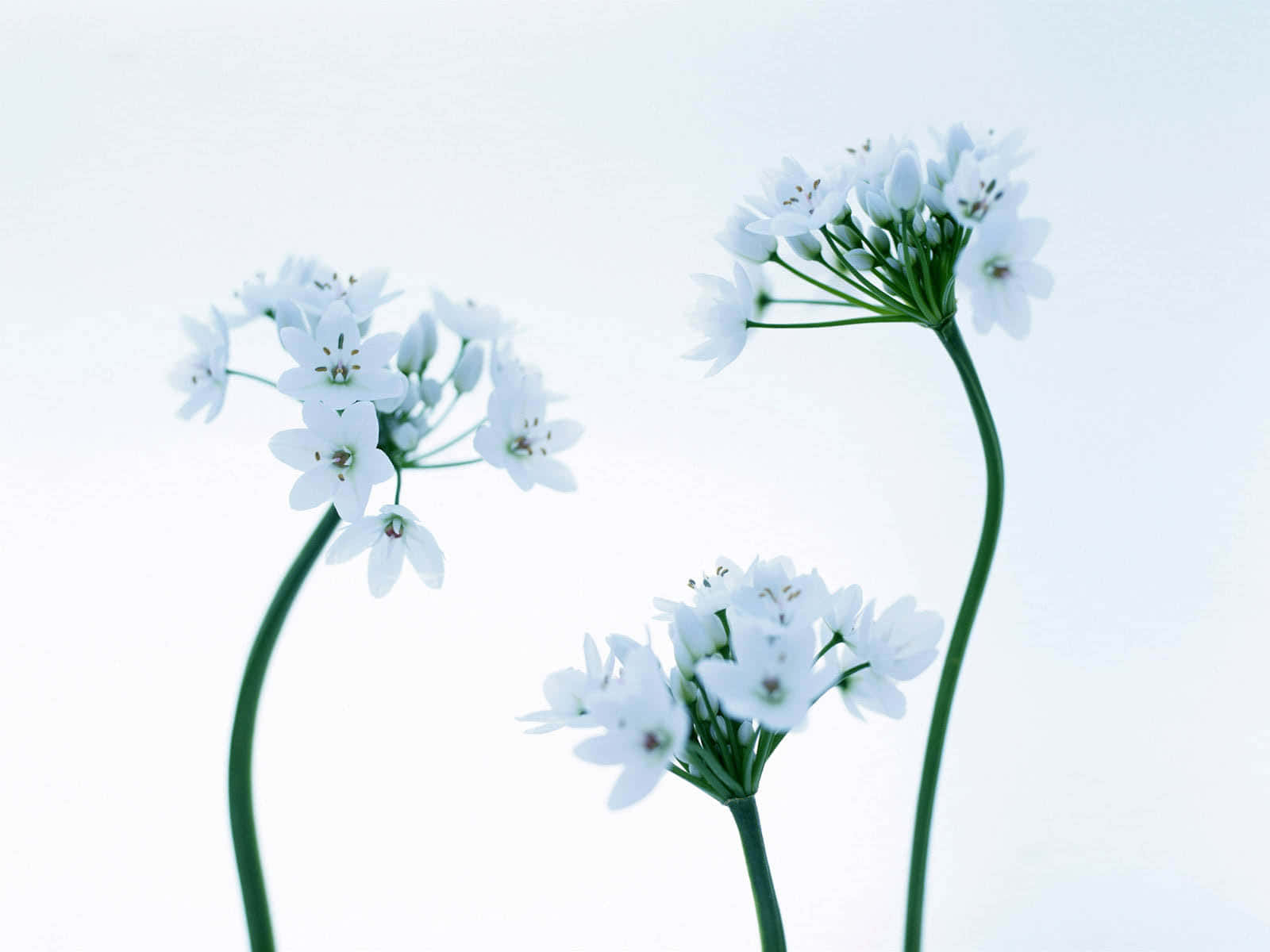 Hvidtbillede Af Små Blomster