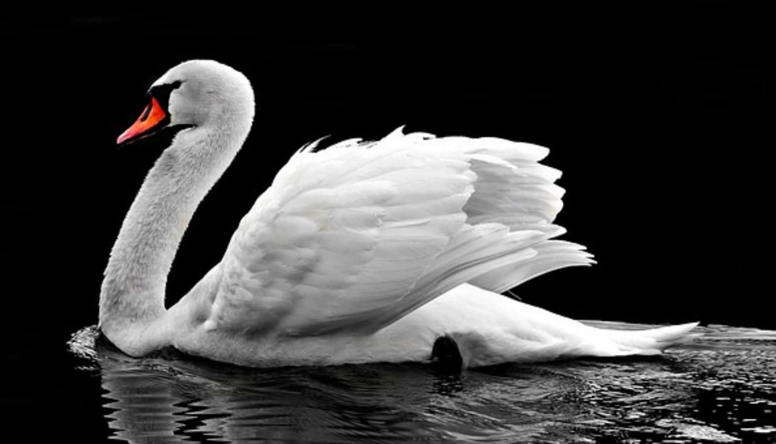 Fotode Um Cisne Branco Em Um Lago