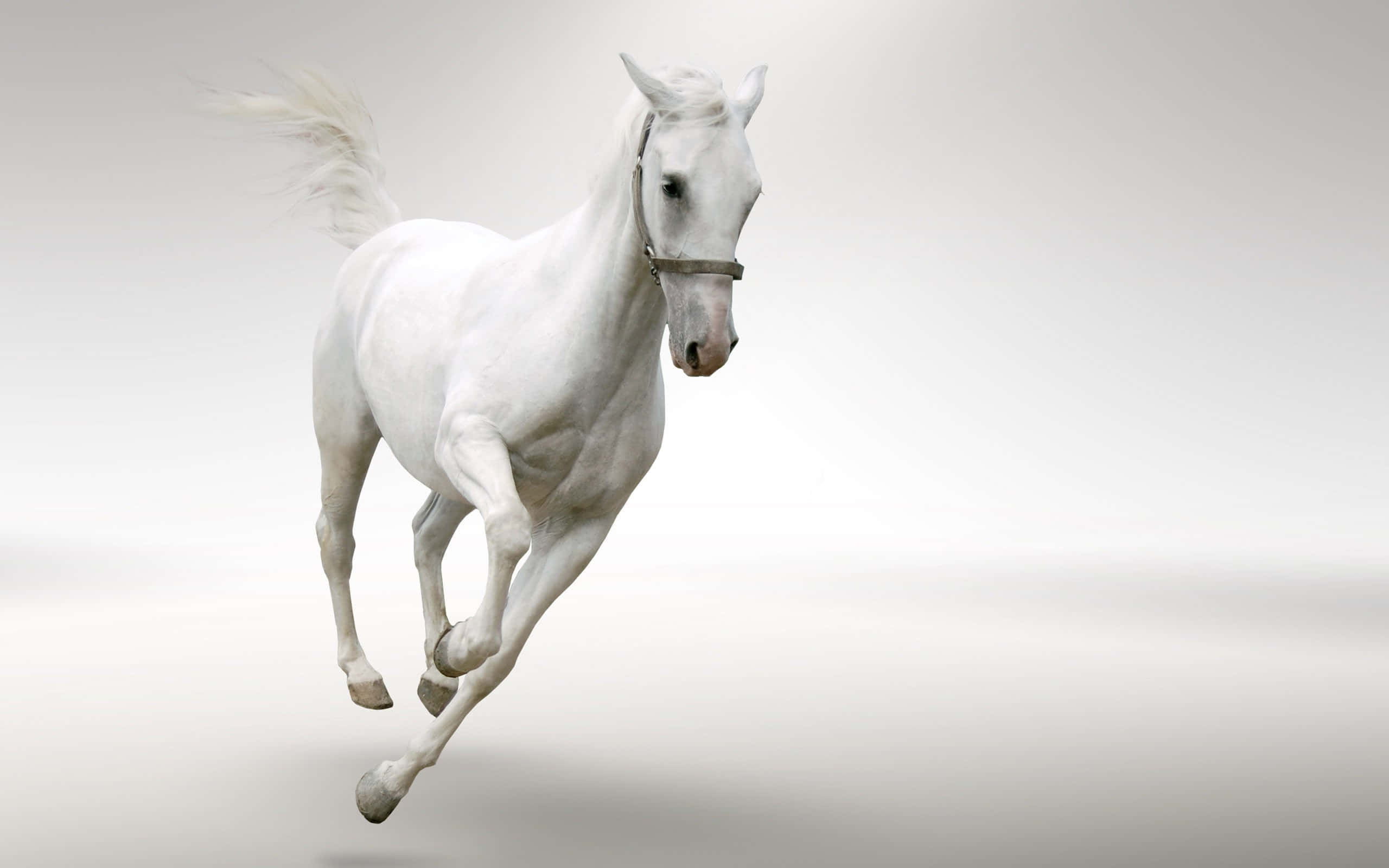 Billedeaf En Hvid Hest, Der Løber.
