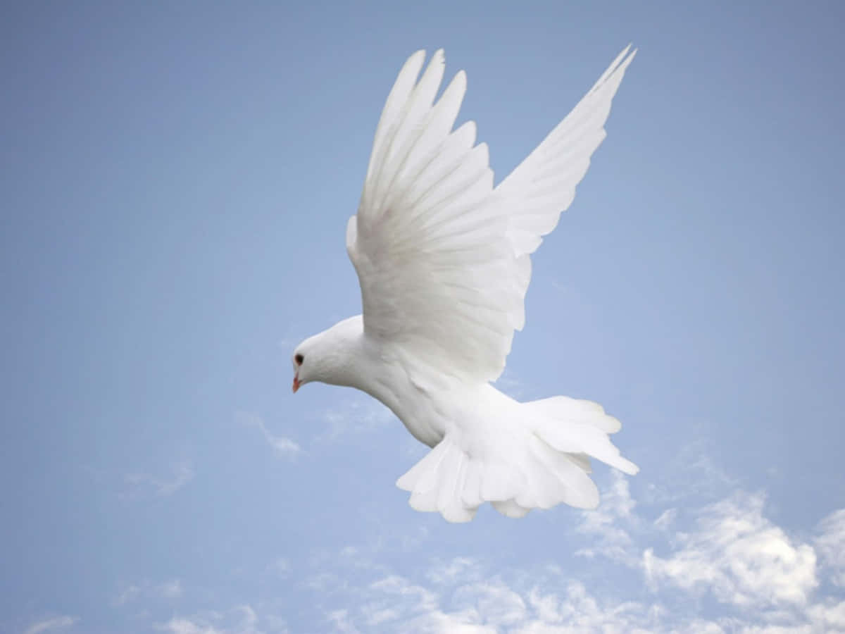 White Dove Flying In The Sky