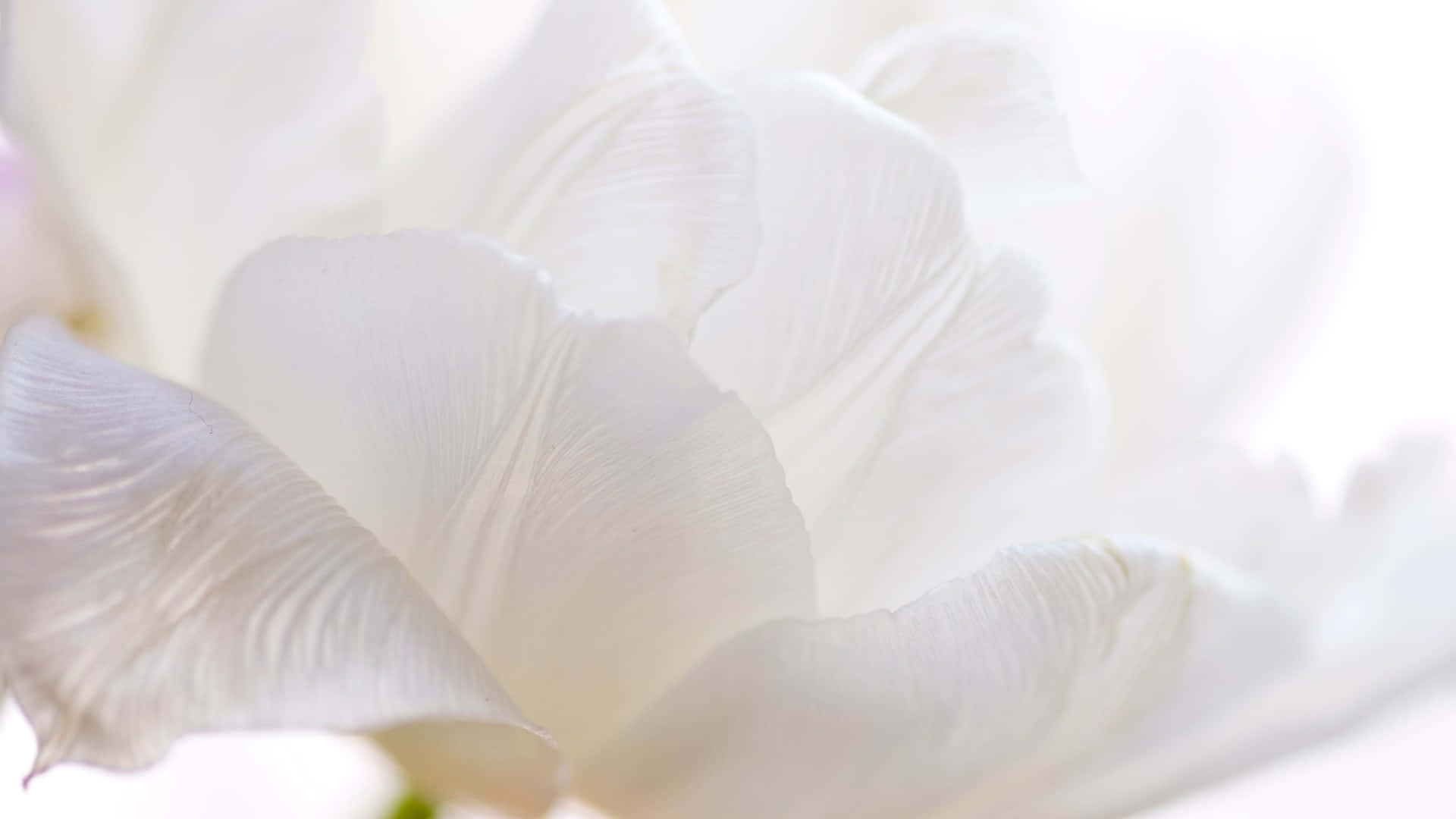 White Flower Petal Close Up Picture