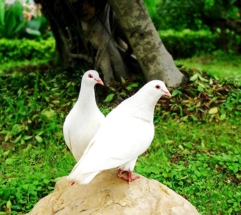 White Pigeon Birds On A Rock Wallpaper