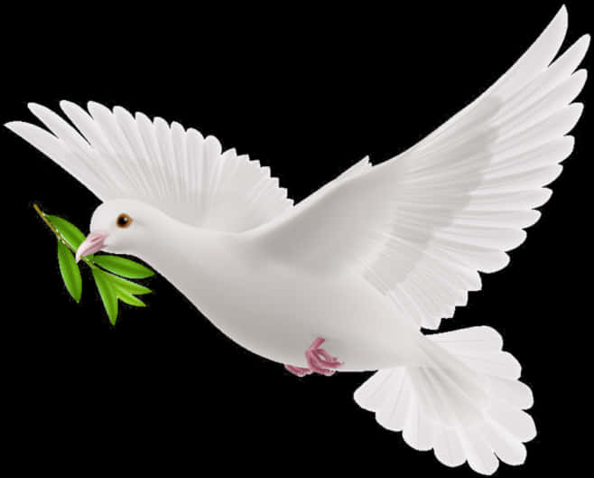 White Pigeon Holding Olive Branch PNG