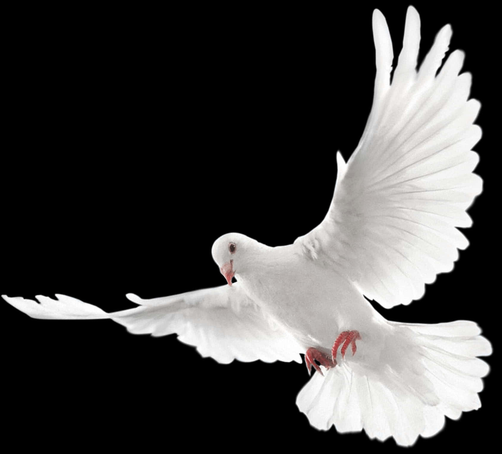 White Pigeon In Flight PNG
